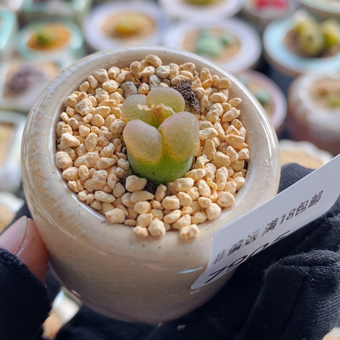 7905 -一物一拍 带盆