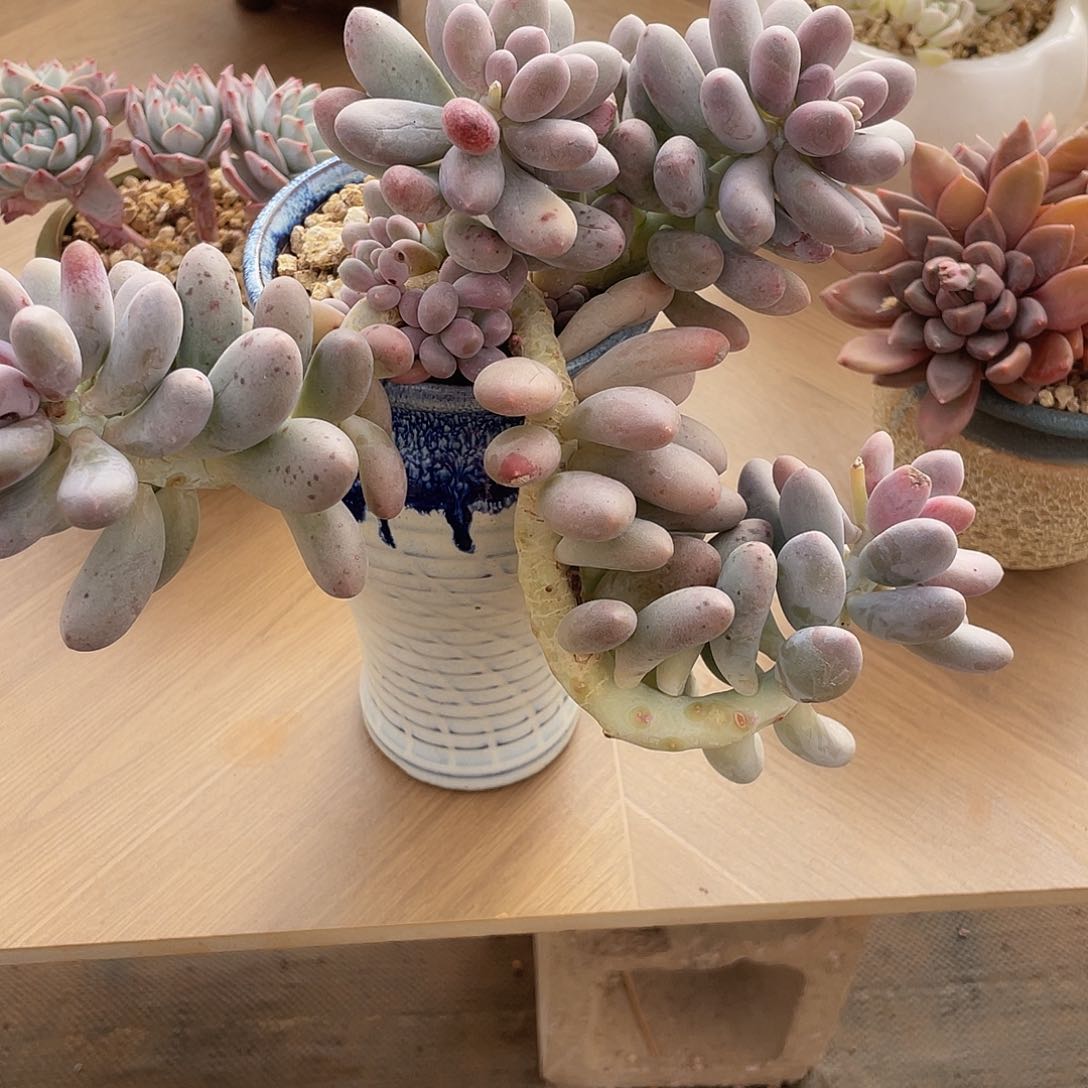 汤圆无砍多肉多肉