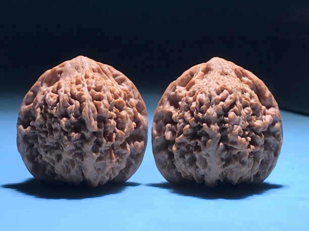 文玩核桃满天星狮子头