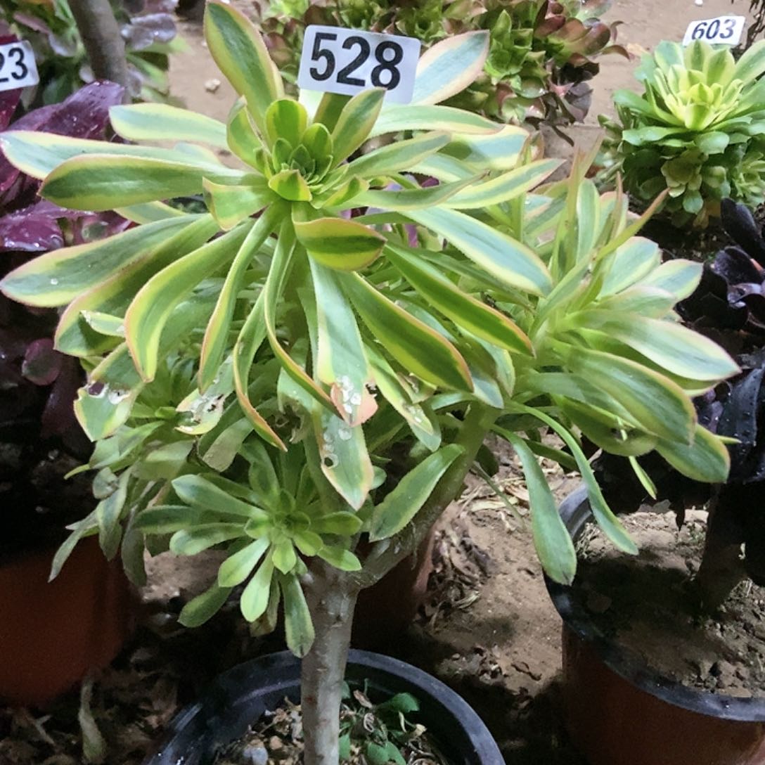 528虞姬老庄朵朵