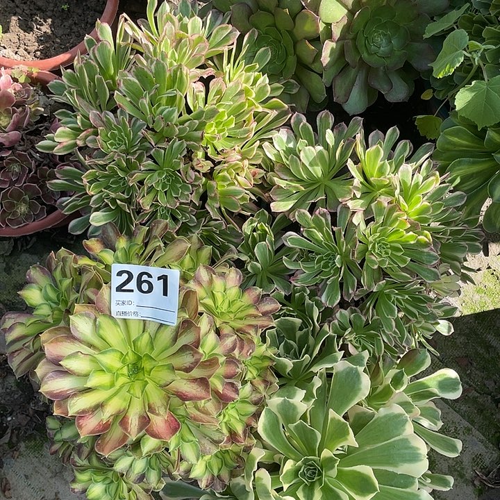 261四颗法师2-12花