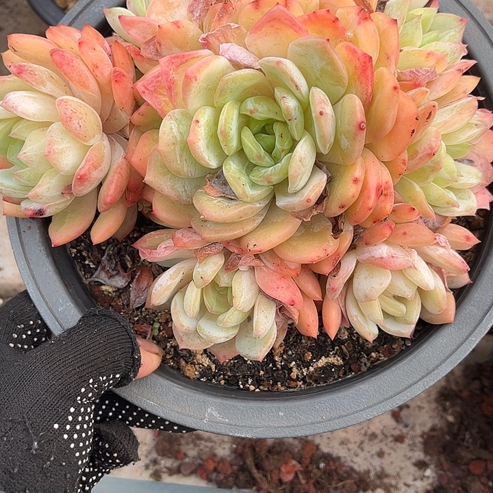 8***0多肉植物一物一拍