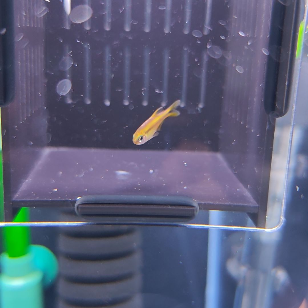 灯科鱼精选超级黄魔鬼