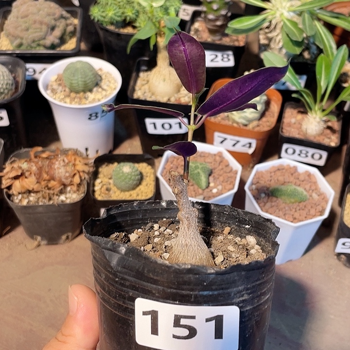 151紫背箩魔块根，