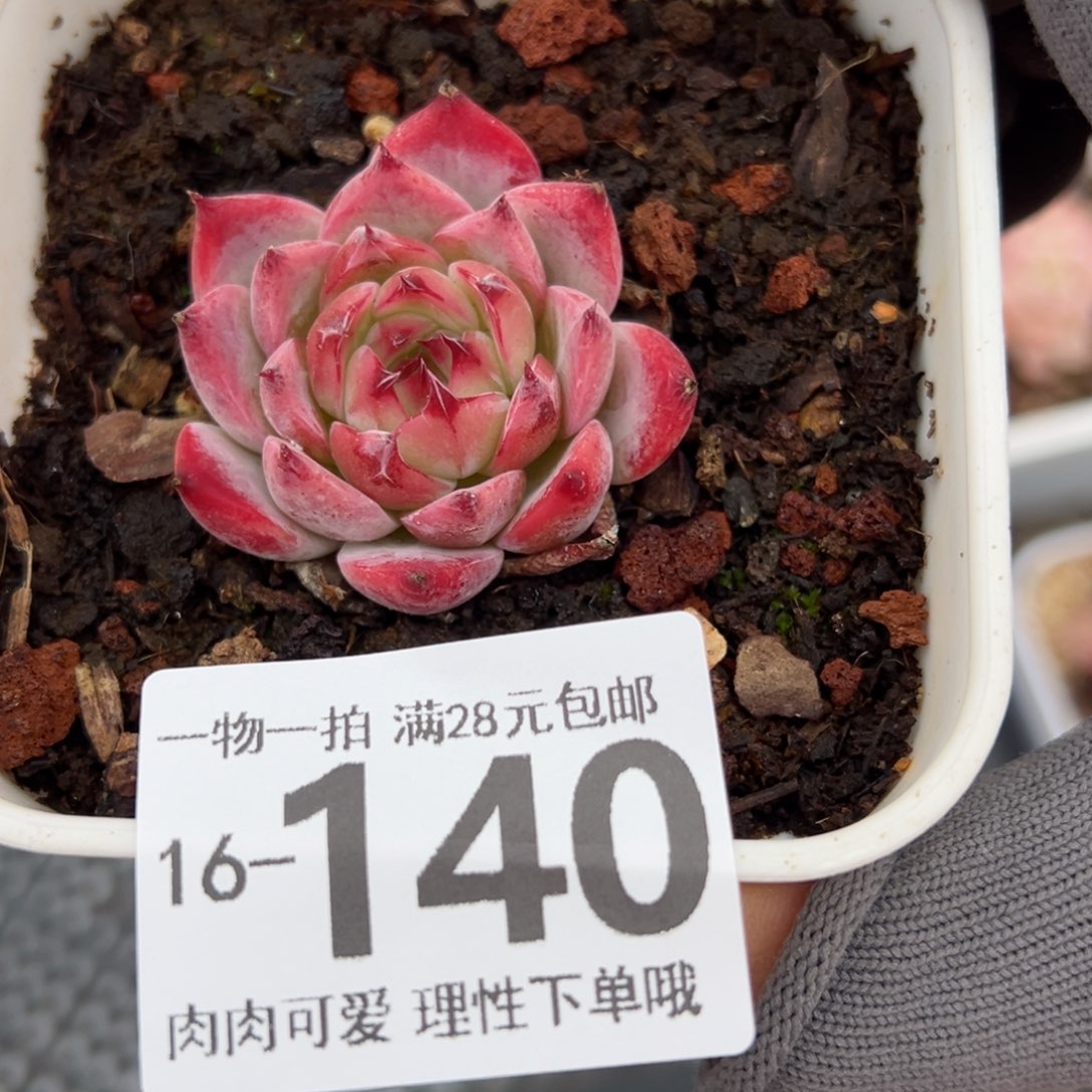 吉娃娃，多肉多肉多肉多肉