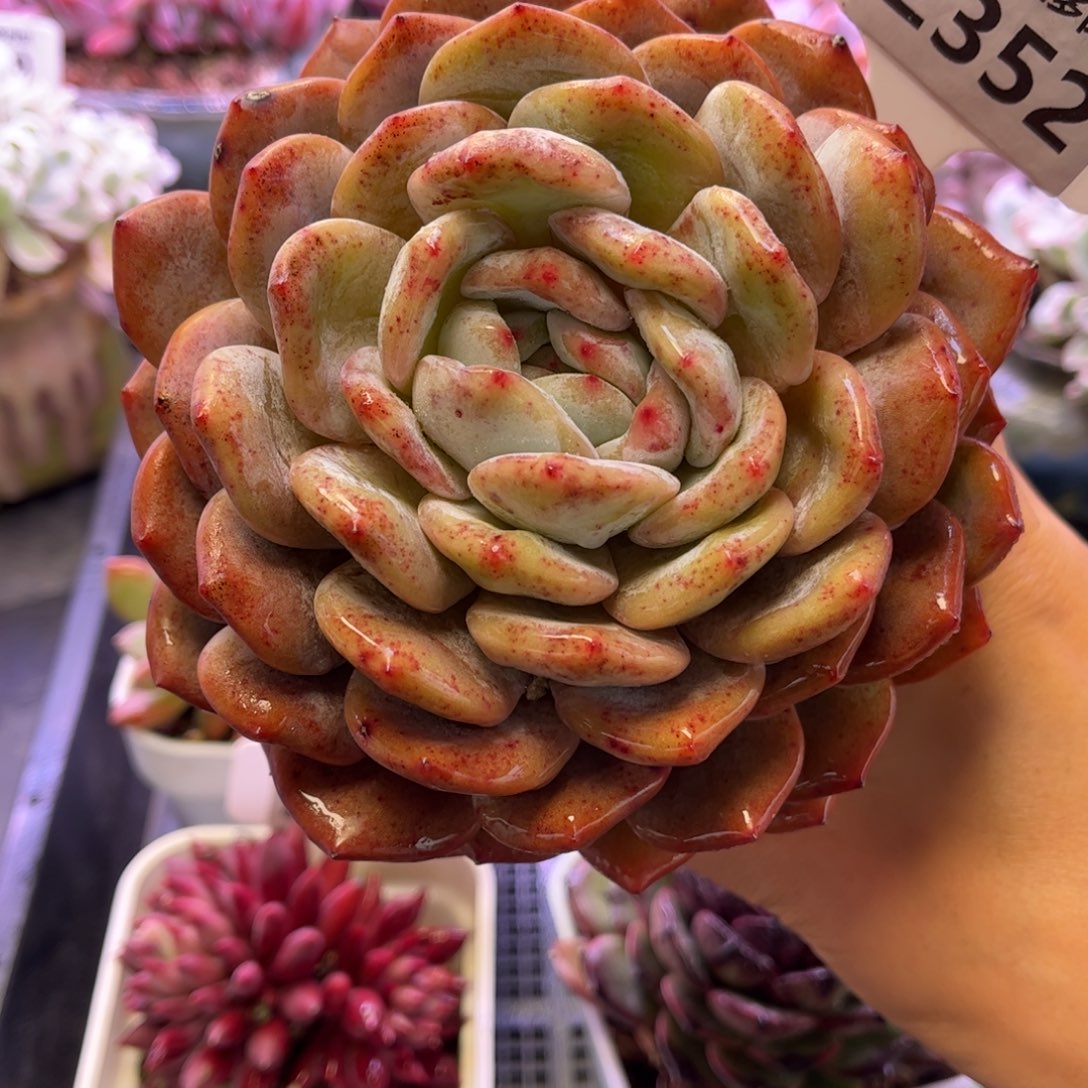 2352 满30包邮天冷地区必拍保温箱