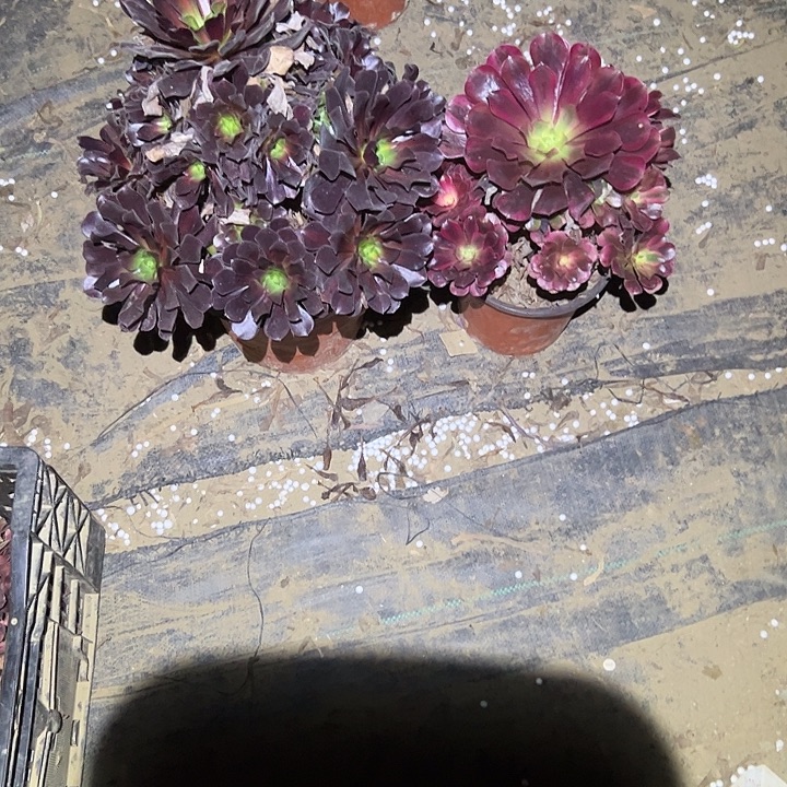 不包侧枝一物一拍66