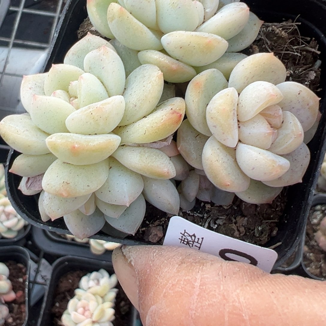 小卡拉米糖心一物一拍15-150