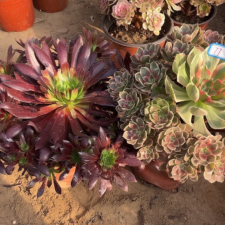 077多肉植物组合，