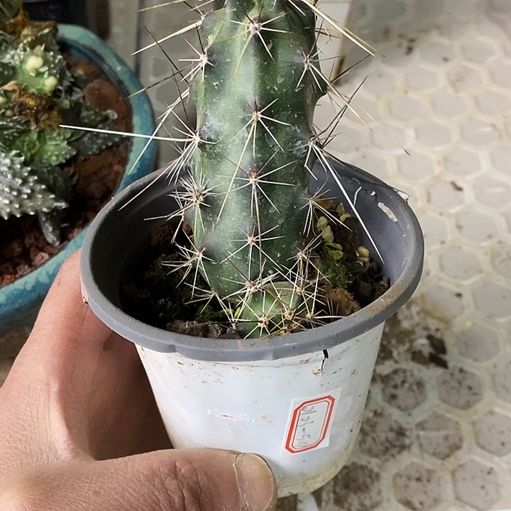 完美主义者勿拍大型美花角010359