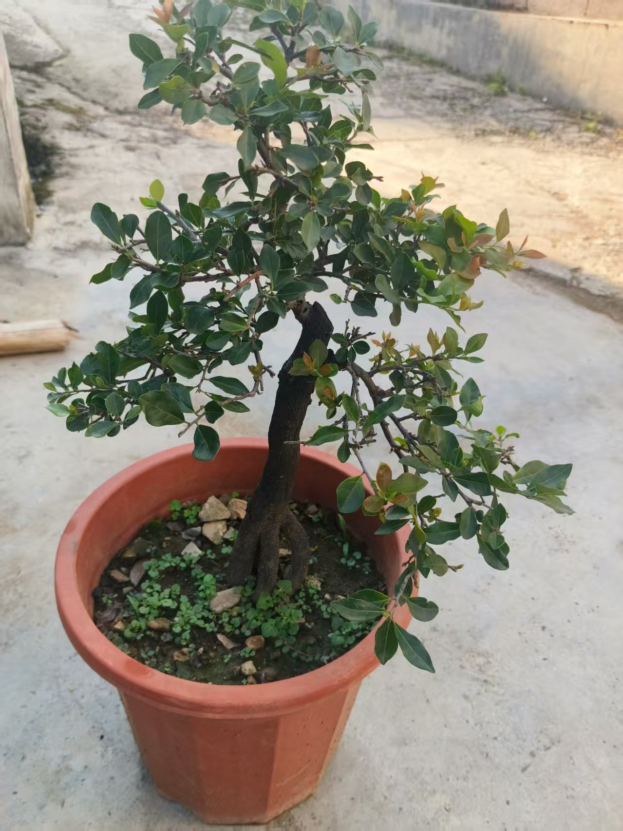 金弹子观叶观花盆景素材