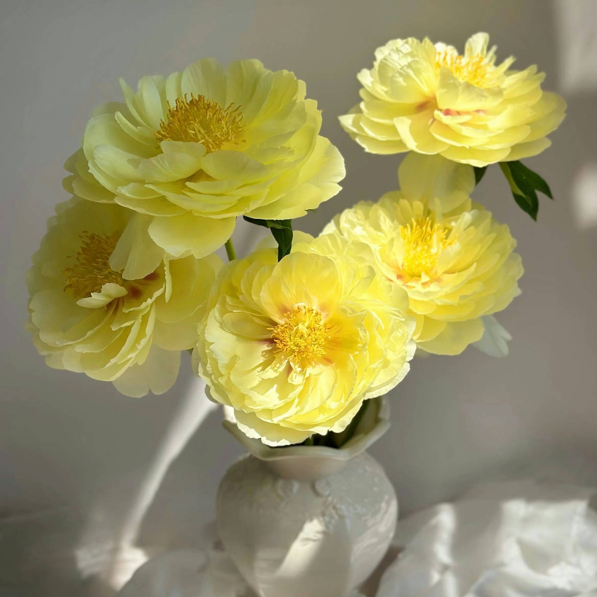 【今喜花舍】芭茨拉  一单顺丰冷链包邮