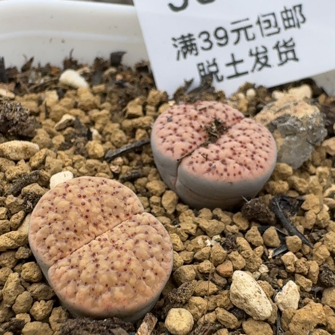 991哈哈哈哈哈哈哈哈哈