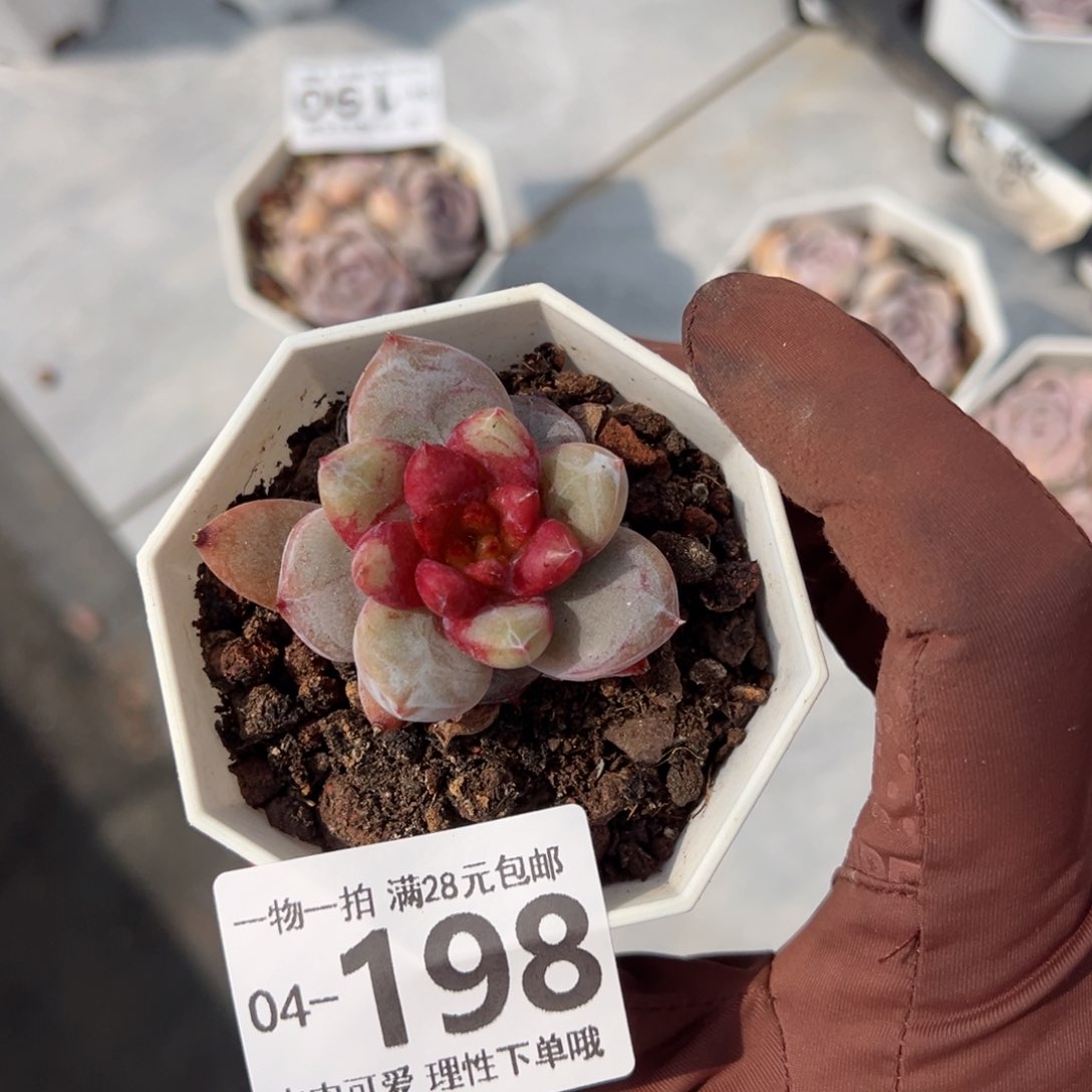 糖心雪天使多肉多肉多肉多肉