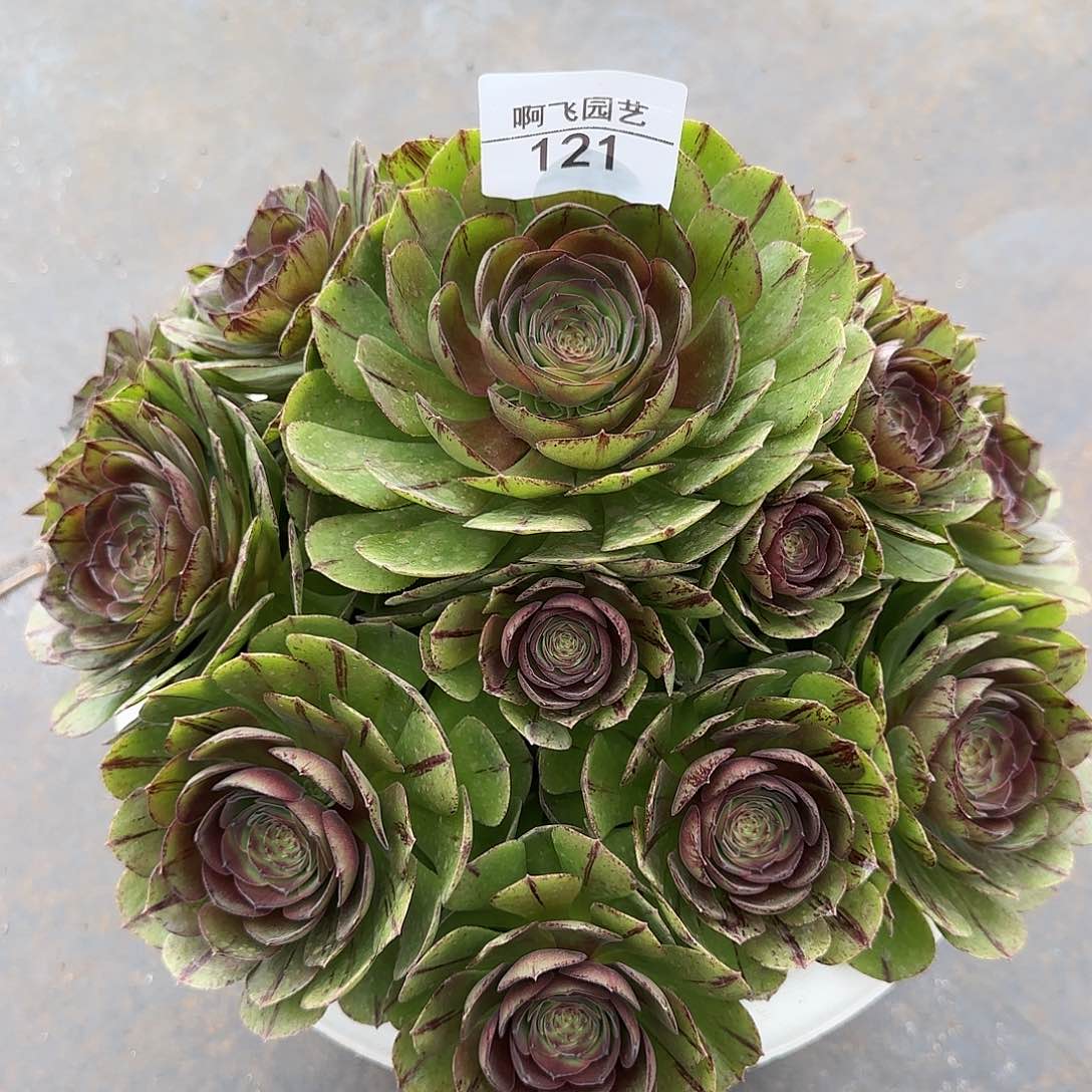 淡****8121多肉 万拉丝法师