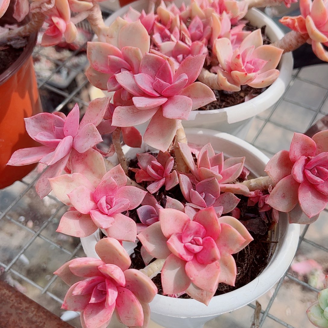 中国初恋多头造型精品二盆