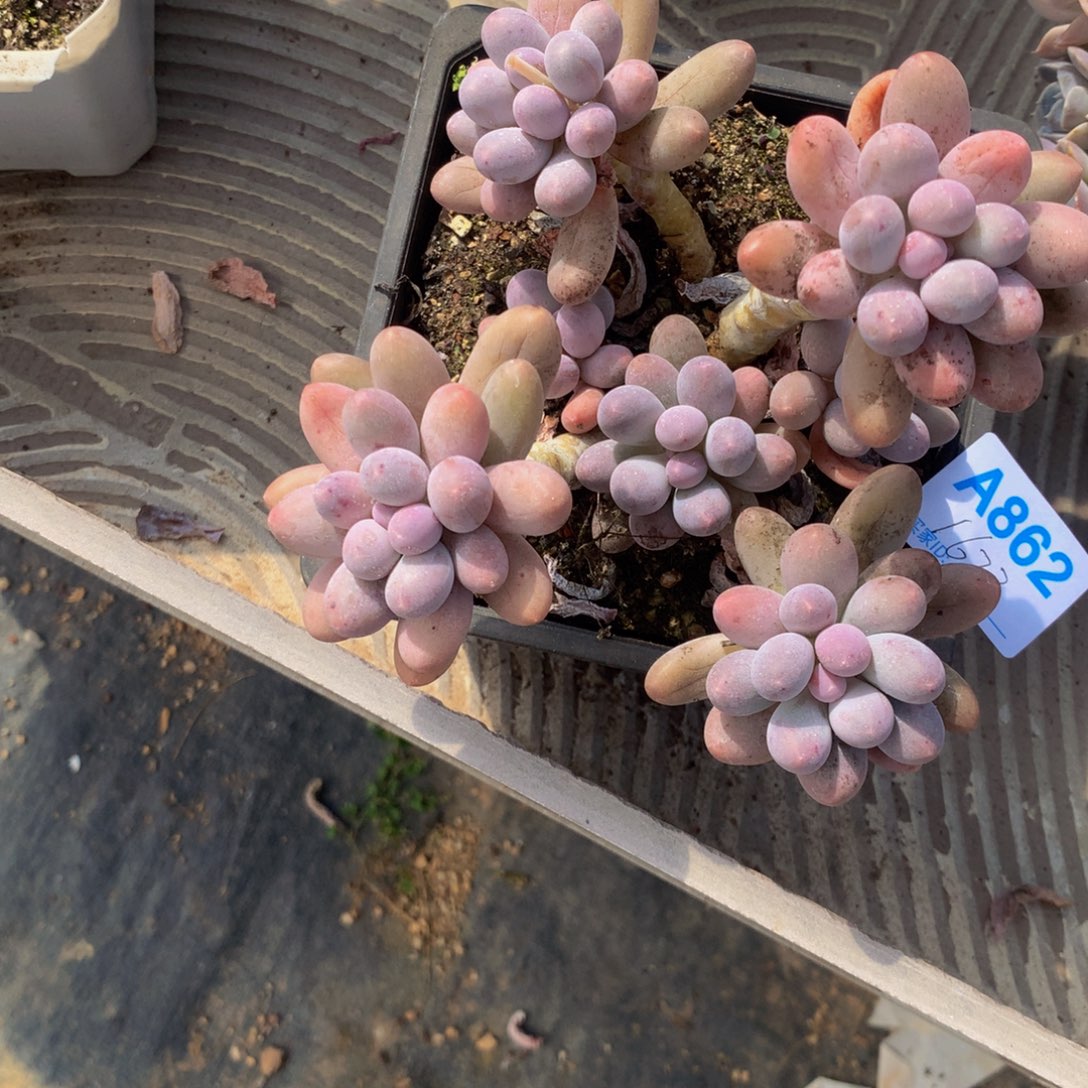 小***犬汤圆小群多肉植物
