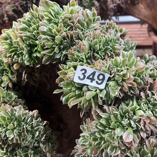 金***姐多肉植物一个白凤