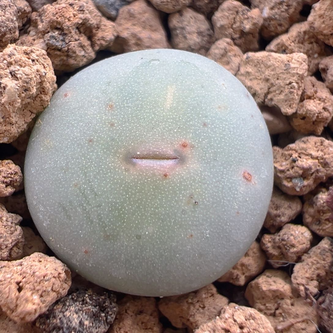 53多肉植物百科知识