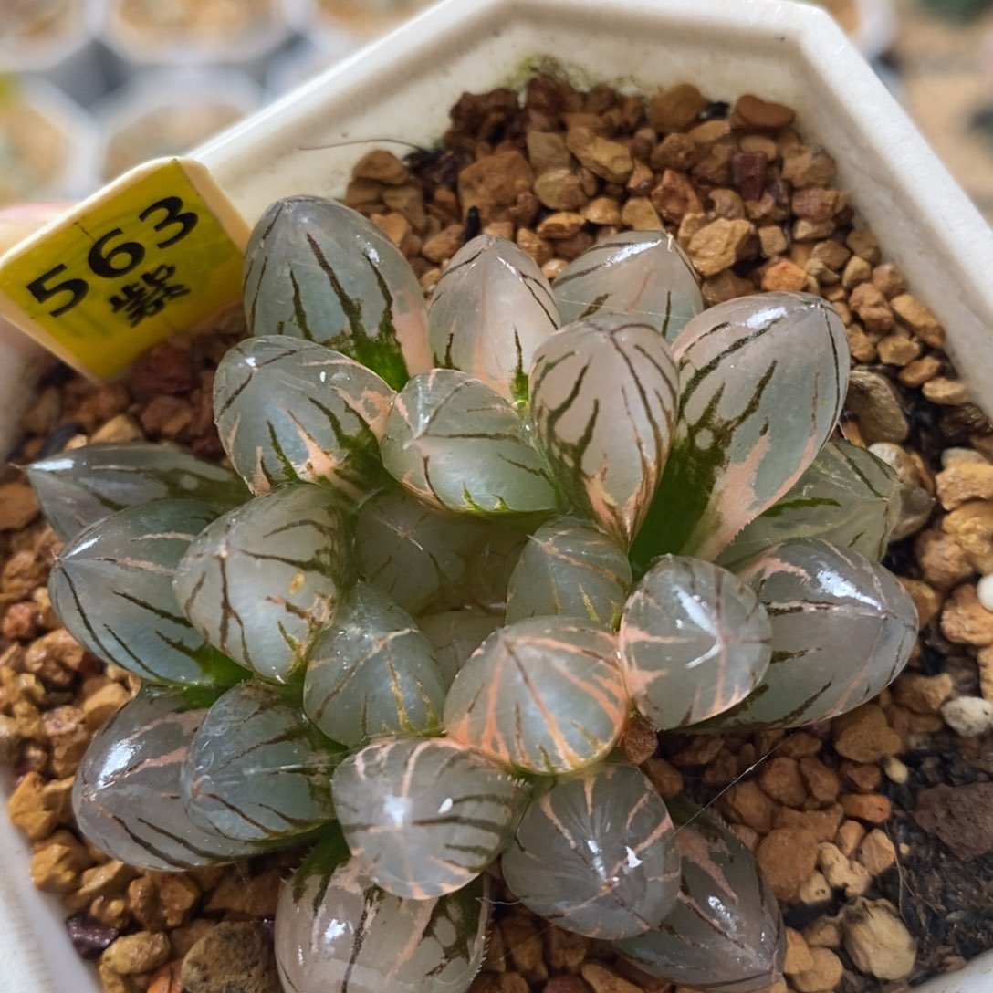 不开花植物563霓虹灯