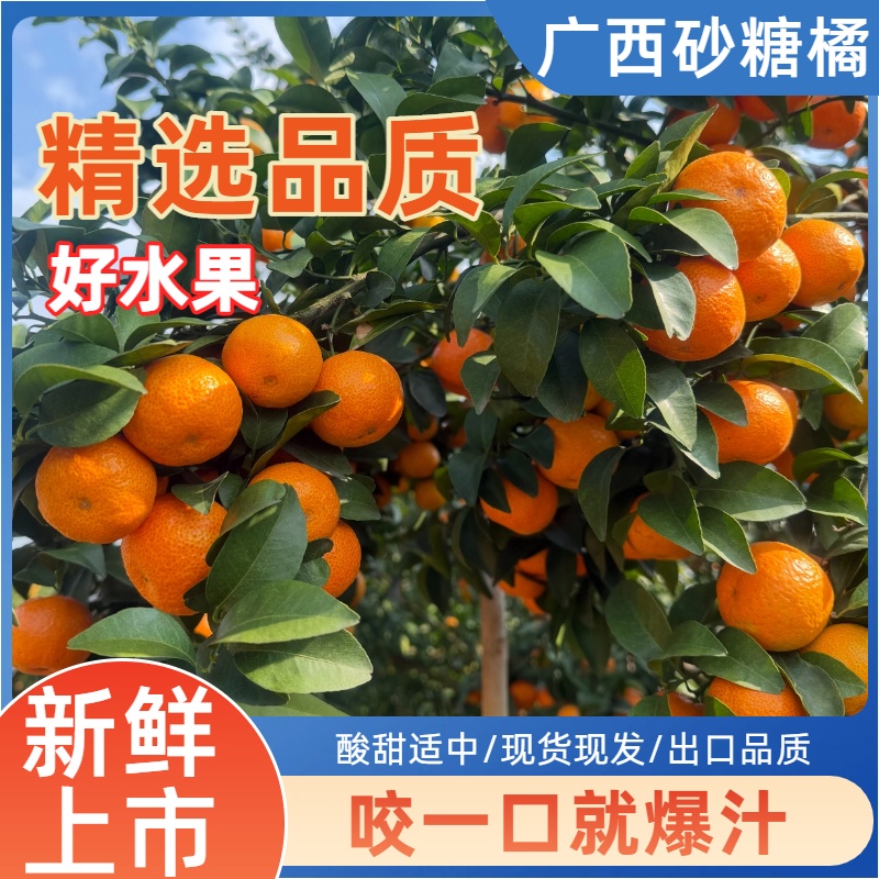 【香甜多汁】S正宗广西沙糖橘农家自种新鲜现摘产地直发整箱包邮