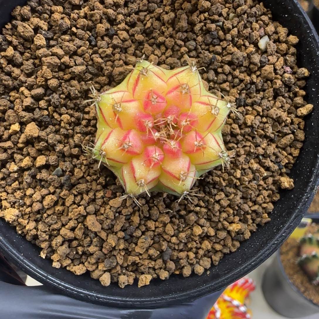 283号泰系名品侧芽SoSweet