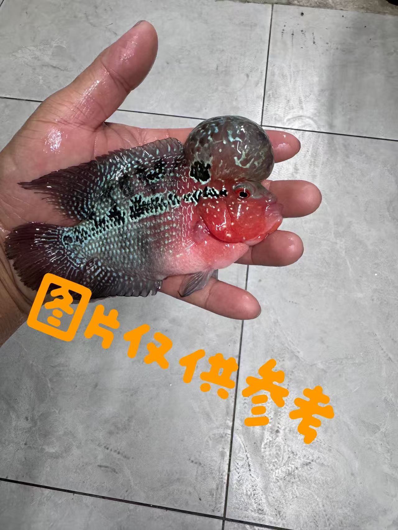 精品鸿运爆头罗汉小压成热带观赏鱼耐活8-10公分随机发货