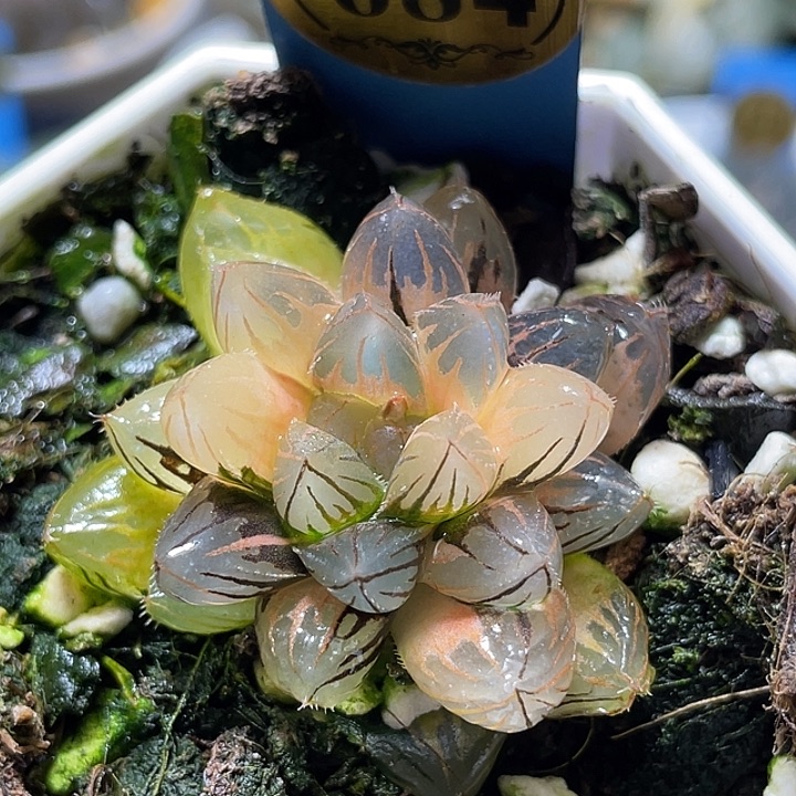 684糊斑霓虹灯锦特选福利