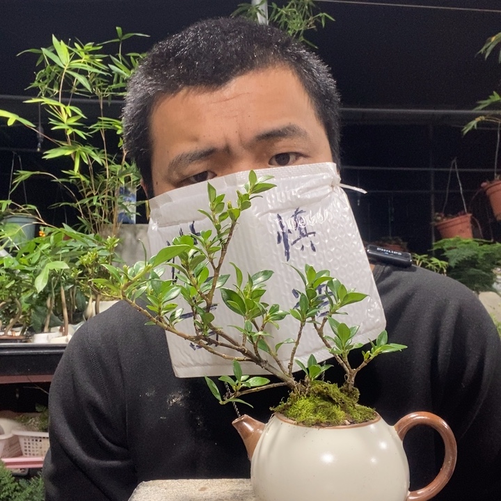 奶***春以实际为准盆景绿植盆栽93