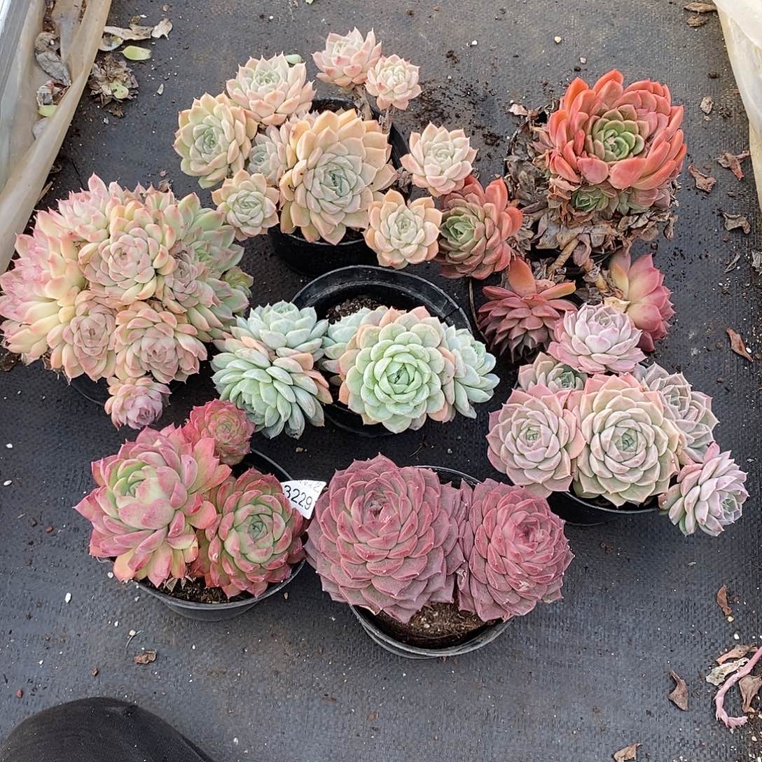 秋***歌3226七颗掉头散群不售后