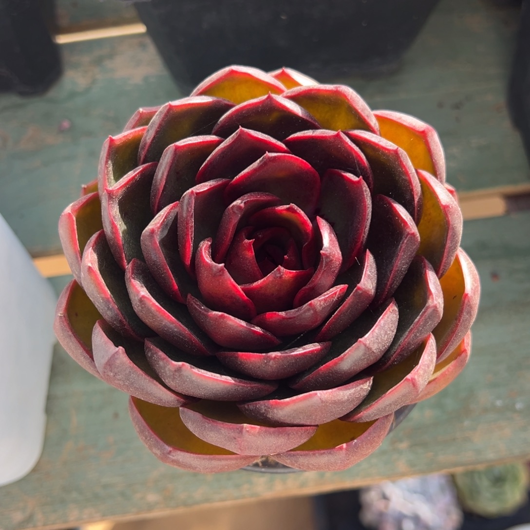 红灯美肉多肉植物