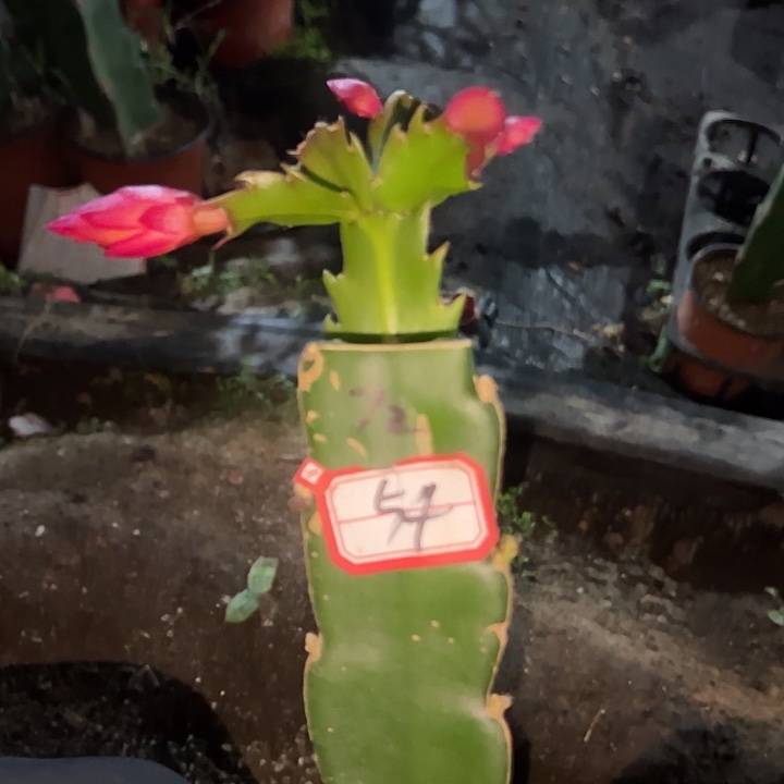天***人，54号带盆072嫁接苗