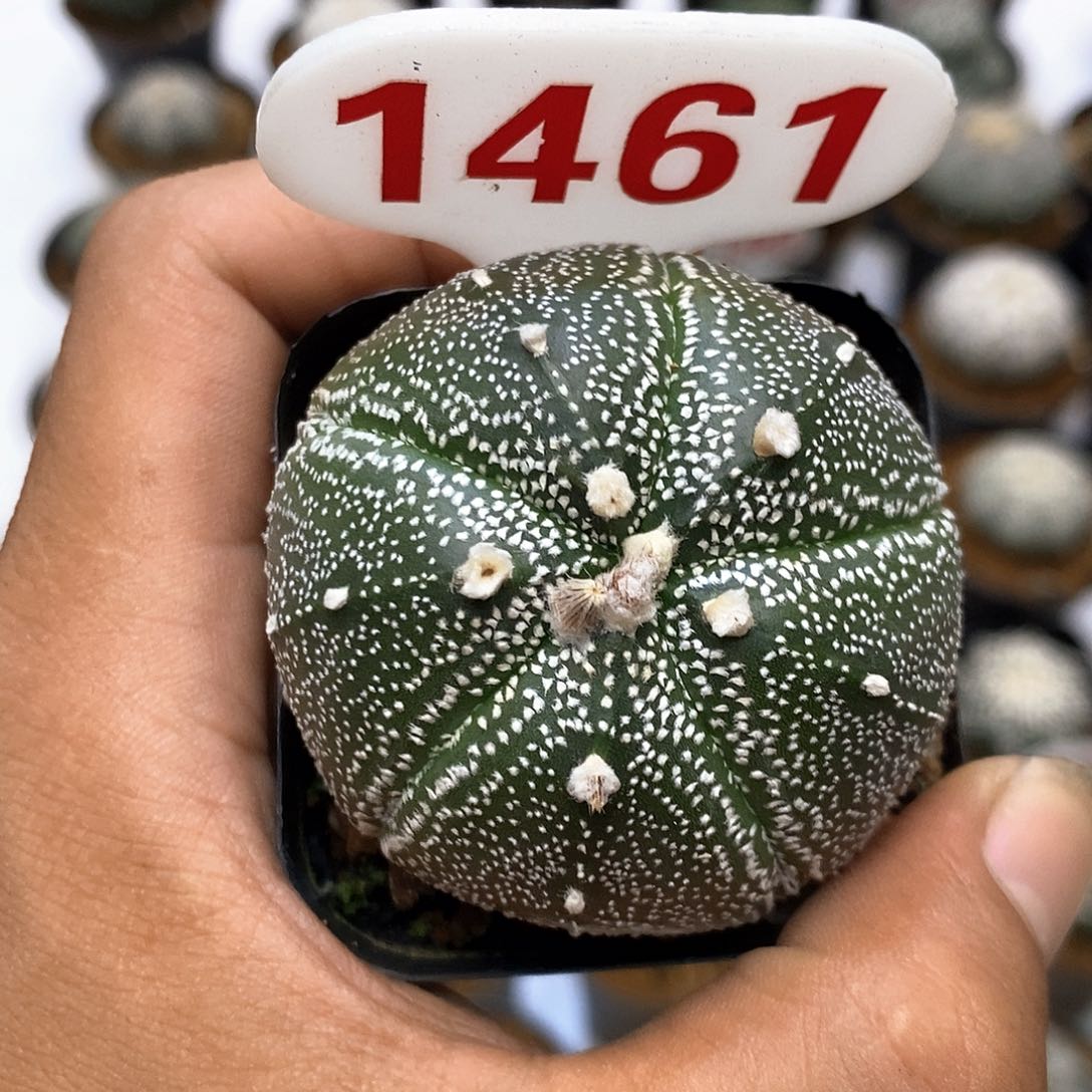 1461福利特价咯特价咯