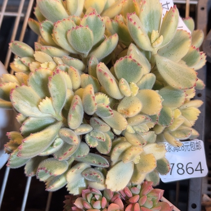 幸运儿的一个好朋友