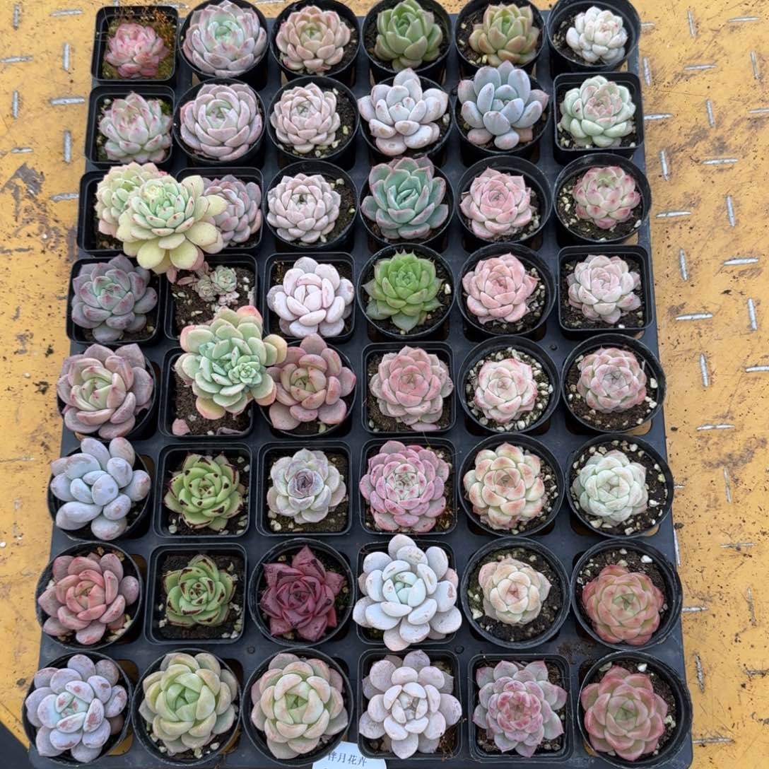 多肉杂交一物一拍9-22