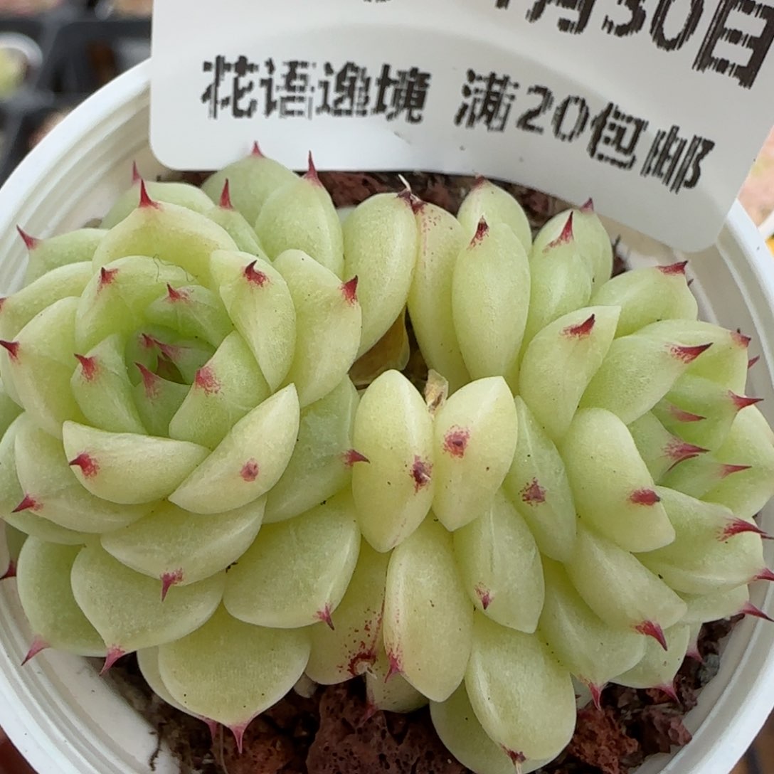 花语逸镜0130-278