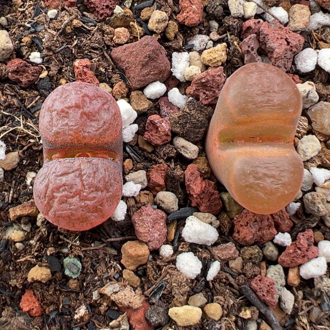 11.22好看的多肉脱土发货072