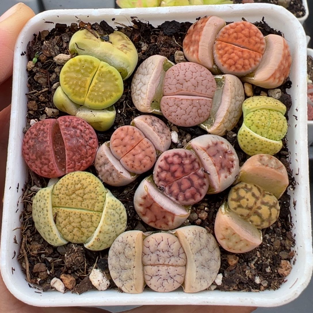 1.21好看的多肉100