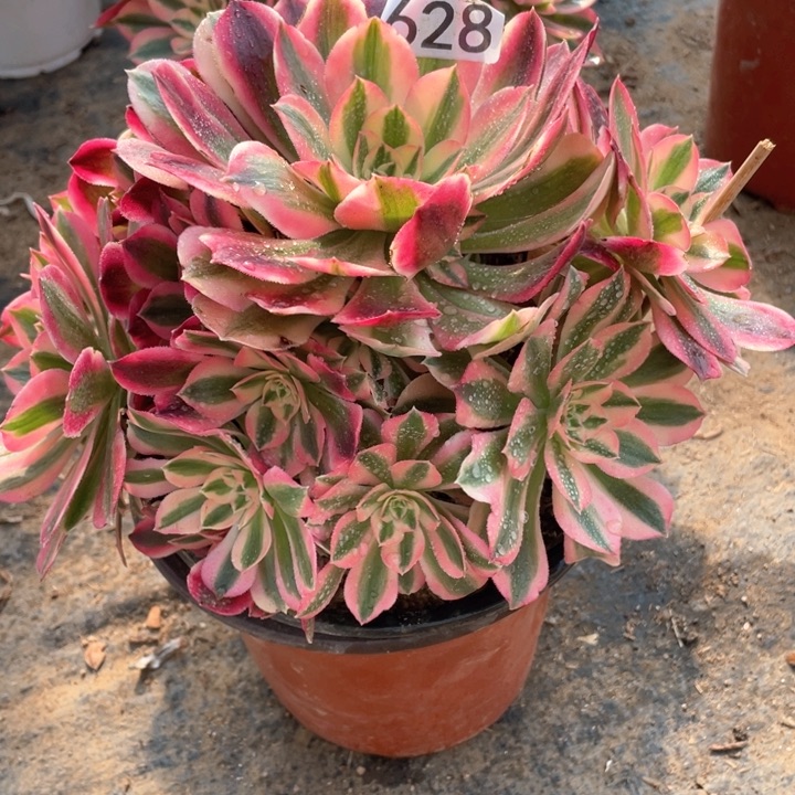 628多肉植物粉女巫