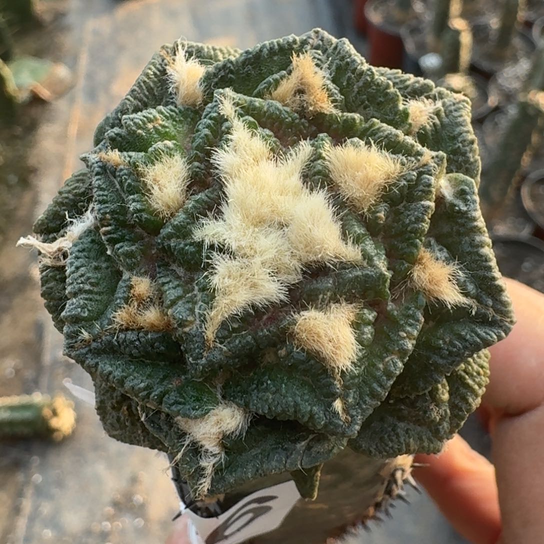 【闪购商品】大尤螺旋辛顿486