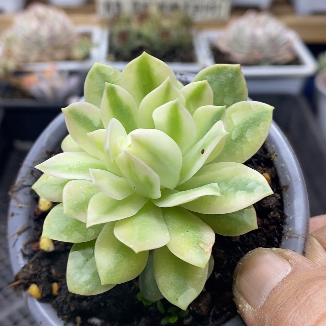 14100 绿蔷薇覆轮锦 需延时发货