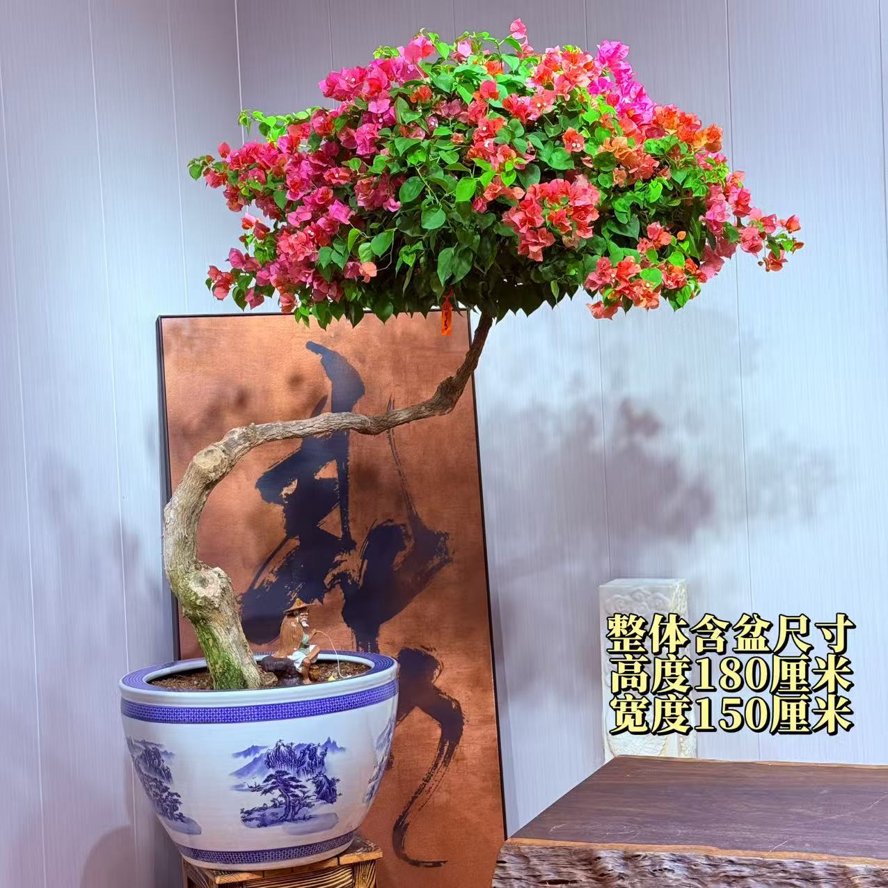 【楠山园艺】橙粉公主老桩三角梅精品盆景