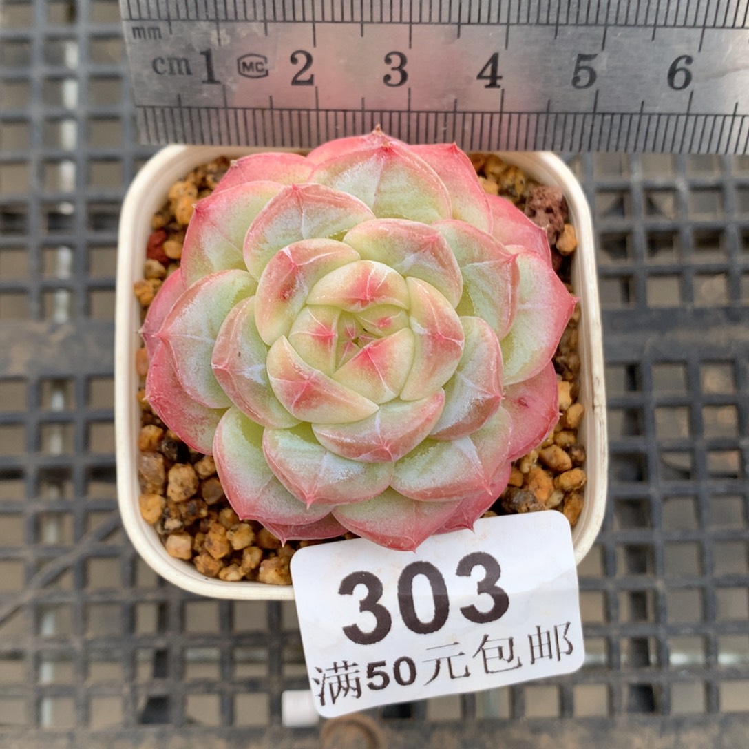 303。美妮。暗纹脸。    