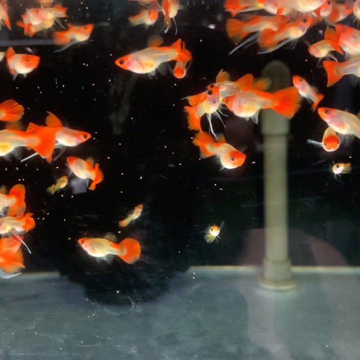 孔雀鱼红头玻璃猫6条