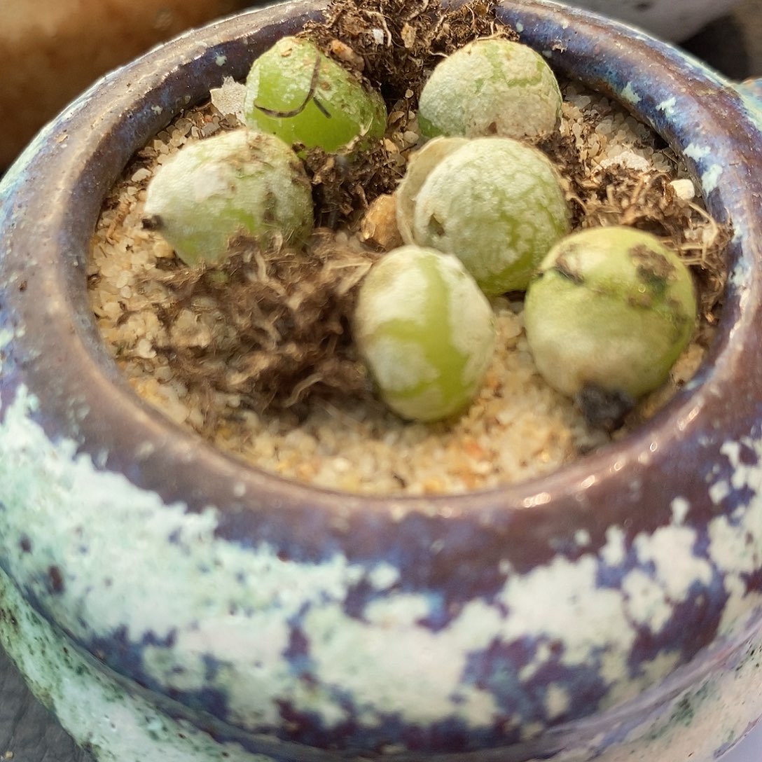 267哈默灯泡1颗。       