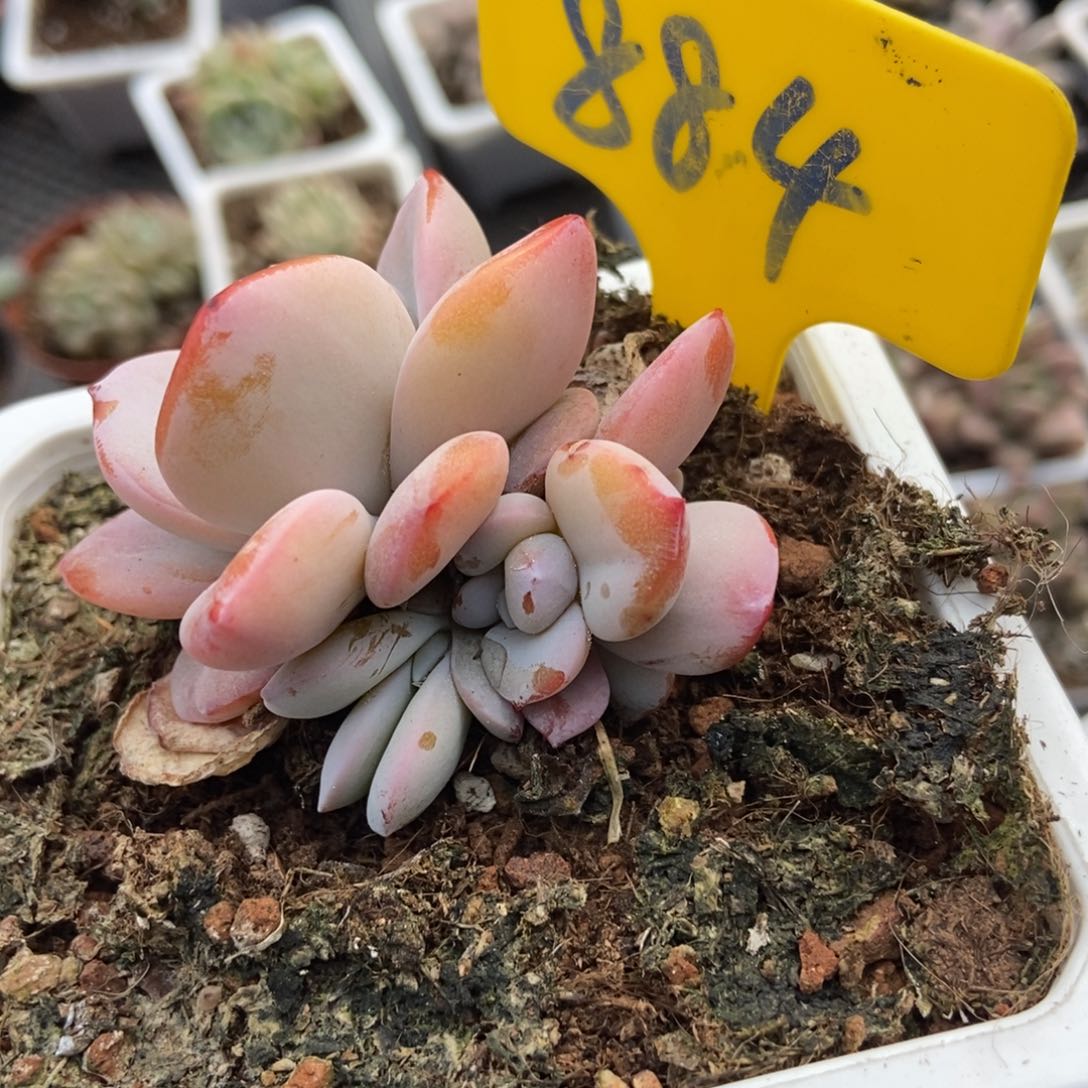 884奶茶多肉植物保护