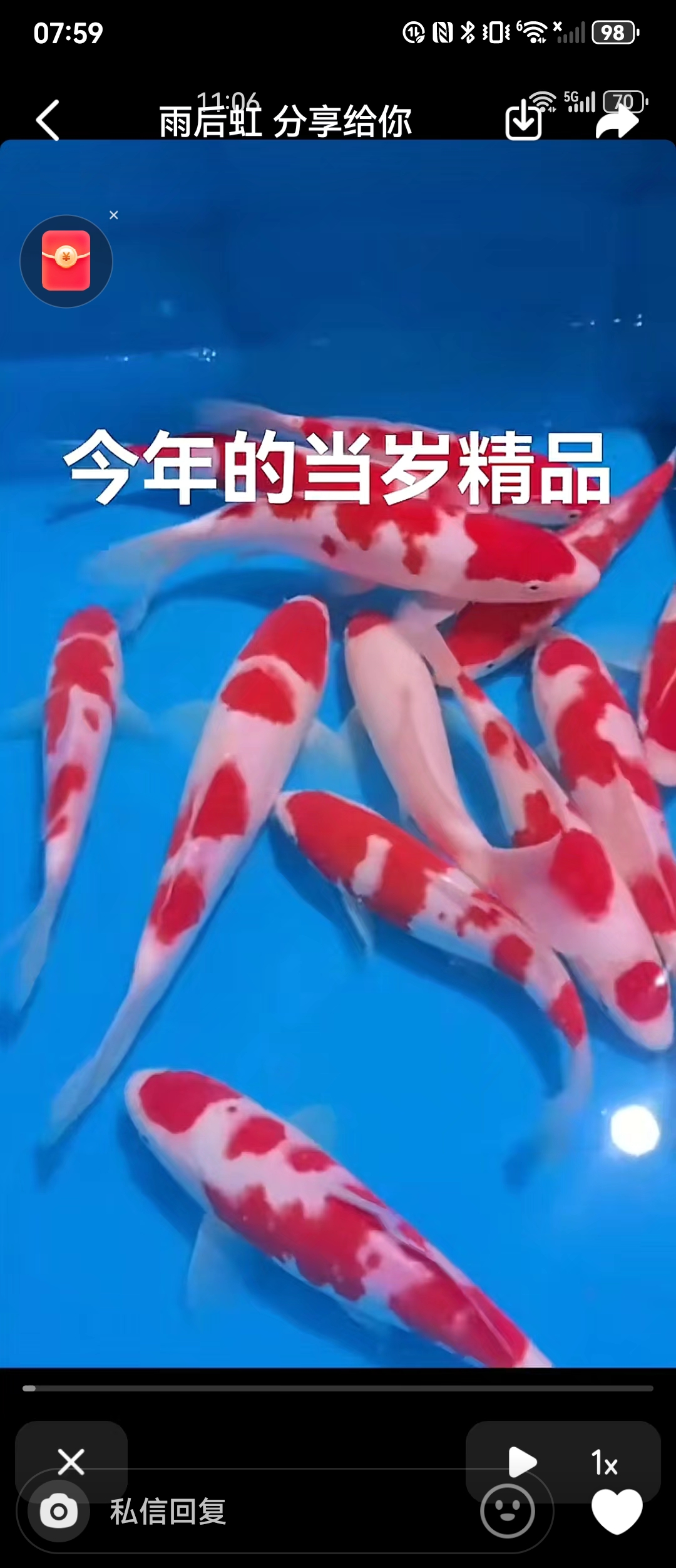 渔场直销锦鲤观赏鱼，招财锦鲤10公分