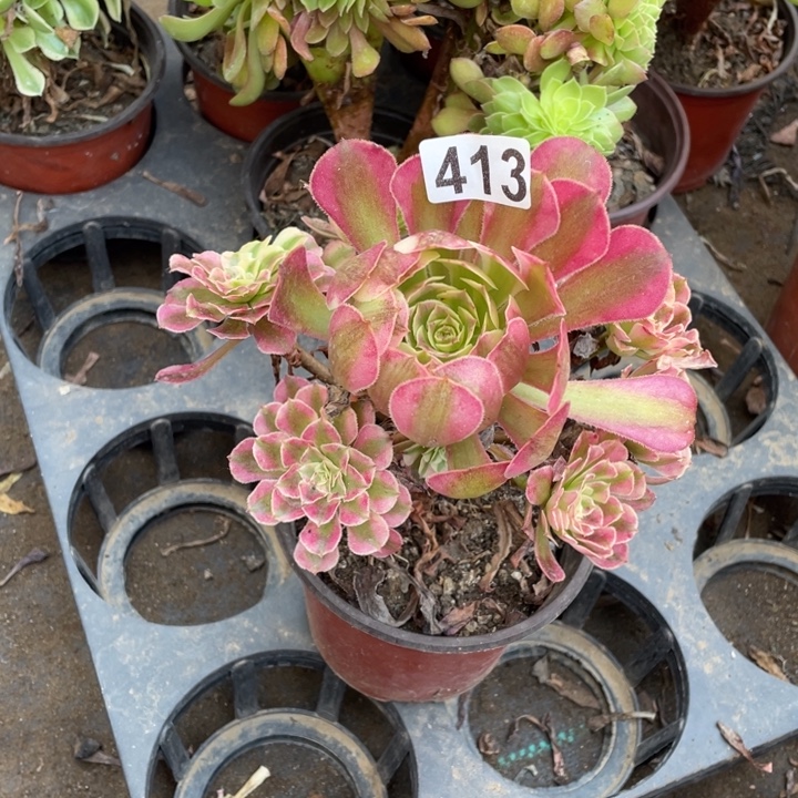 不包邮413红铜壶超白