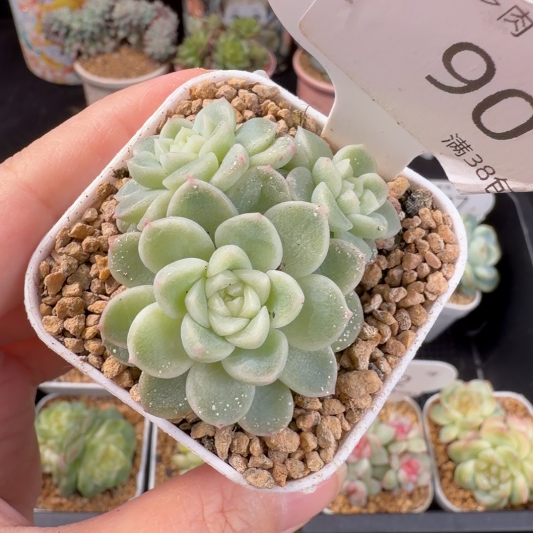财富白体三头裙90号