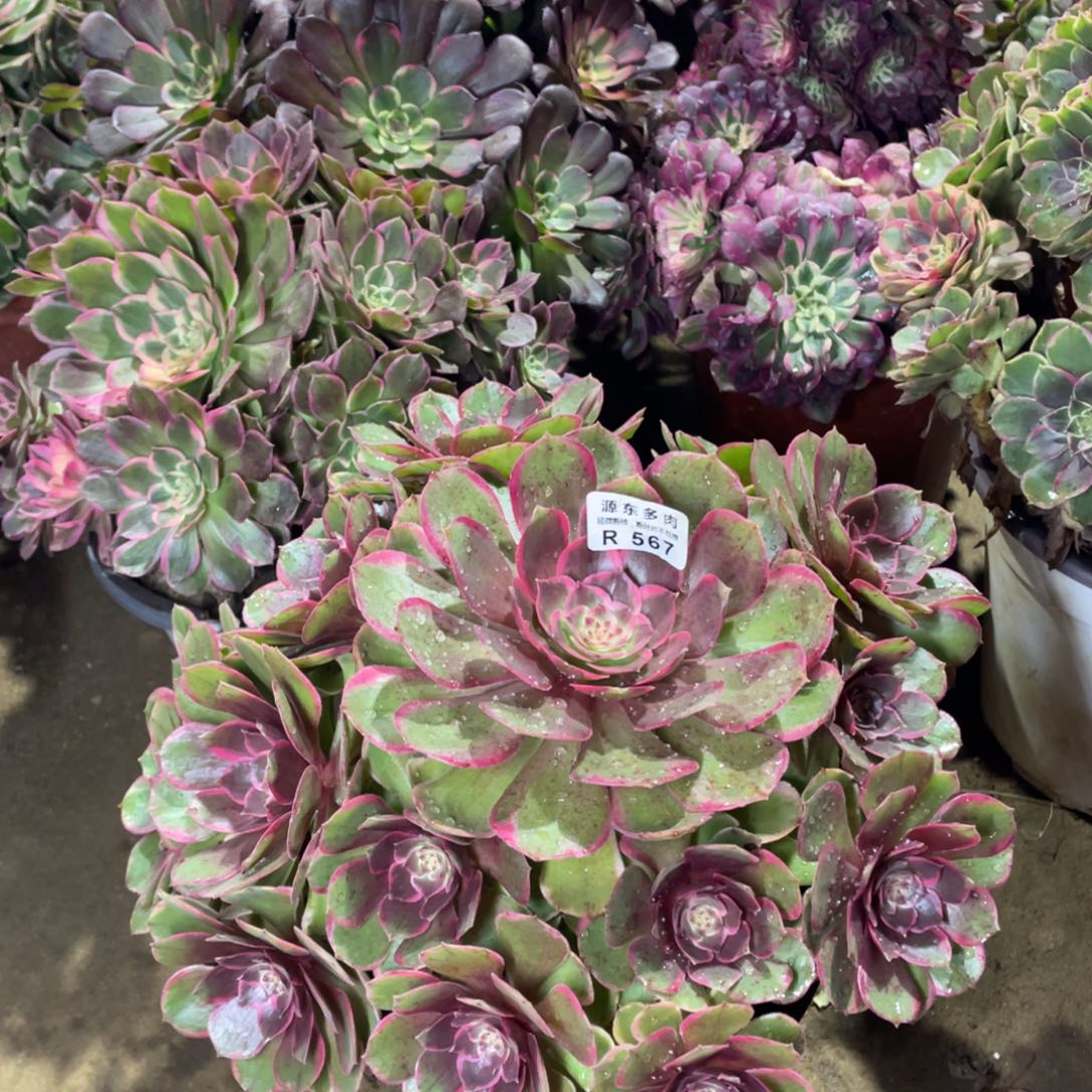 567粉花妖多肉法师断枝不包